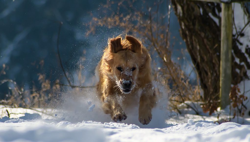 hond-sneeuw-winter