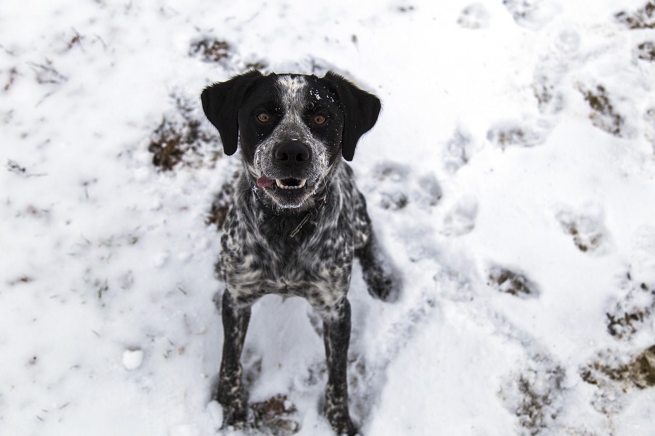 hond-sneeuw-winter