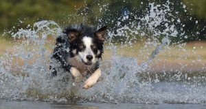 tips-zwemmen-met-honden