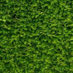 Gewaagd: de groene muur bestaande uit planten