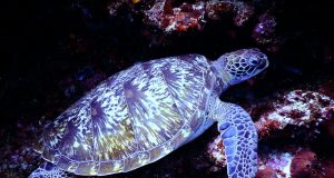 karetschildpad-zeldzame-dieren