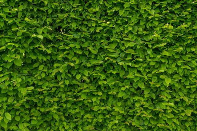 Groen in huis: bijzondere muren met groen!