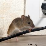 muizen in huis