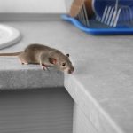 wat-te-doen-tegen-muizen