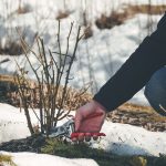 Tuin winterklaar maken 3 tips