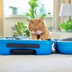 Reizen met huisdieren: praktische tips en advies 